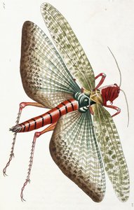 Ägyptische Heuschrecke, 1790