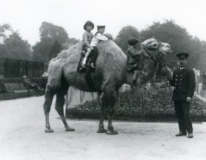 Eine Bactrian-Kamel-Fahrt mit Wärter Harry Warwick im Londoner Zoo, Juni 1924
