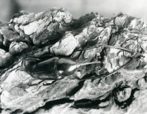 Ein Bambus-Rüsselkäfer, ruhend auf einem Stück Rinde, Londoner Zoo, 1927 von Frederick William Bond