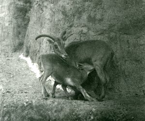 Ein Berberschaf, das ihr Lamm auf den Mappin-Terrassen füttert, Londoner Zoo, August 1927