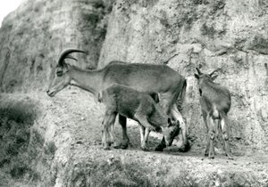 Ein Berberschaf/Aoudad/Waddan/Arui/Arruis steht mit ihren zwei Jungen auf den Mappin Terraces, Londoner Zoo, August 1927 (s/w Foto)