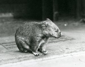 Ein Nacktnasen-/Gewöhnlicher-/Grobhaariger Wombat sitzt auf dem Boden im Londoner Zoo im Jahr 1929 von Frederick William Bond