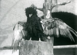 Ein Bateleur-Adler steht auf einem Baumstumpf und breitet seine Flügel aus, London Zoo, 1925 von Frederick William Bond