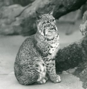 Ein Rotluchs im Londoner Zoo, März 1927 von Frederick William Bond