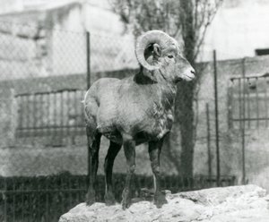 Ein Dickhornschaf-Widder steht auf einem Felsen und blickt über sein Gehege am Fuß der Mappin-Terrassen, London Zoo. 1931 (s/w Foto) von Frederick William Bond