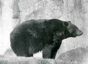 Ein Schwarzbär steht in seinem Gehege, auf den Mappin Terrassen, im Londoner Zoo im Jahr 1924 von Frederick William Bond