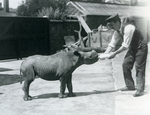 Ein Schwarzes Nashornkalb wird von seinem Pfleger mit der Flasche gefüttert, London Zoo, September 1928