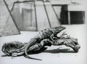 Ein schwarzer Stachelleguan ruht auf einem Baumstamm im Londoner Zoo im August 1928 von Frederick William Bond