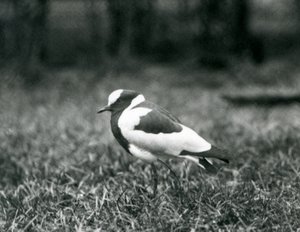 Ein Kiebitzschmied auf dem Gras im Londoner Zoo, August 1927 von Frederick William Bond