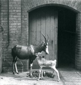 Ein Blesbok-Kalb mit seiner Mutter im Londoner Zoo, Juni 1914
