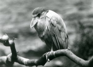 Ein Bootsschnabelreiher, der auf einem Ast im Londoner Zoo sitzt, Juni 1924 von Frederick William Bond