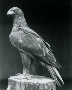 Ein Zwergadler auf einem Baumstumpf im Londoner Zoo im Juni 1926 von Frederick William Bond