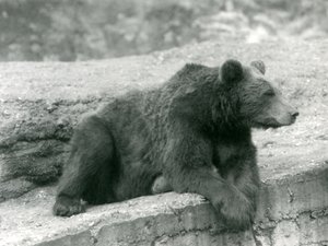 Ein Braunbär ruht auf einem Vorsprung im Londoner Zoo, 1924 von Frederick William Bond
