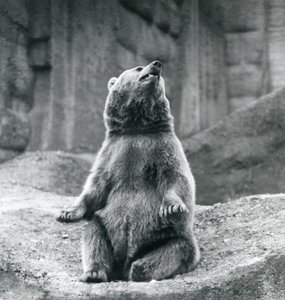 Ein Braunbär sitzt auf einem felsigen Vorsprung im Londoner Zoo im September 1927