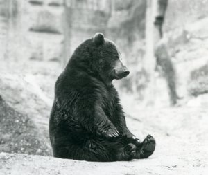 Ein Braunbär sitzt auf den Felsen der Mappin Terrassen, Londoner Zoo, Juni 1928 von Frederick William Bond