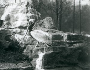 Ein Braunpelikan, der auf Felsen im Londoner Zoo im Juni 1927 steht von Frederick William Bond