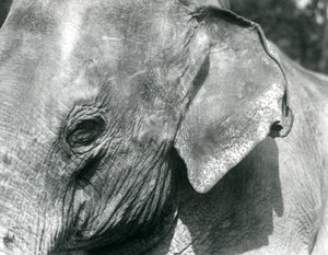 Ein burmesischer Elefant, Londoner Zoo, September 1926 von Frederick William Bond
