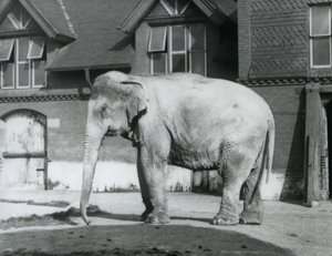 Ein burmesischer Elefant steht vor dem Elefantenhaus, London Zoo von Frederick William Bond