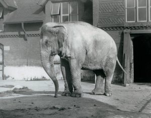 Ein burmesischer Elefant vor dem Elefantenhaus im Londoner Zoo 1929