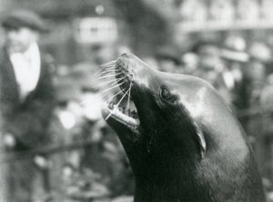 Ein Kalifornischer Seelöwe im Londoner Zoo, Oktober 1924 von Frederick William Bond