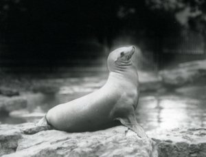 Eine Kalifornische Seelöwin, die auf einem Felsen neben ihrem Pool sitzt, Londoner Zoo, September 1925 von Frederick William Bond