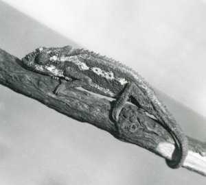 Ein Kap-Zwergchamäleon, das sich an einem Ast festhält, Londoner Zoo, 1927 von Frederick William Bond
