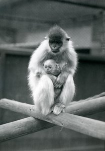 Ein Kappenlangur hält ein Baby, während er auf einem Balken sitzt. Londoner Zoo, 6. Oktober 1913