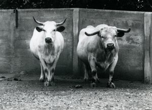 Ein Chartley-Bulle und eine Kuh im Londoner Zoo, Juli 1924