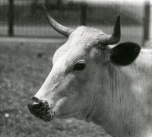 Eine Chartley-Kuh im Londoner Zoo, Juli 1924