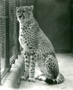 Ein Gepard sitzt in seinem Gehege im London Zoo, Oktober 1924 von Frederick William Bond