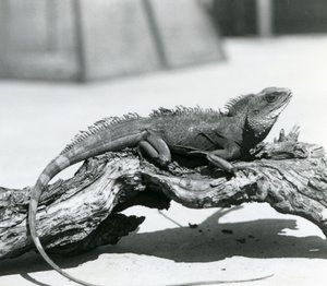Ein chinesischer/asiatischer/thailändischer/grüner Wasserdrache ruht auf einem Baumstamm im Londoner Zoo im Jahr 1928 (s/w Foto) von Frederick William Bond