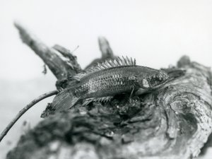 Ein Kletterfisch ruht auf einem toten Ast, außerhalb des Wassers im London Zoo, September 1928 von Frederick William Bond