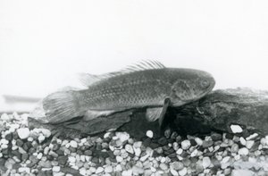 Ein Kletterfisch ruht auf Felsen und Kies am Boden seines Tanks, im Wasser im London Zoo, September 1928 von Frederick William Bond