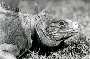 Eine Wolkenfelsleguan Methusalem, mit einem Halsband, spaziert auf einem Rasen im Londoner Zoo, Juli 1924 von Frederick William Bond