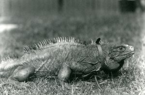 Eine Wolkenfels-Iguana, die ein Halsband trägt, geht auf einem Rasen im Londoner Zoo, Juli 1924