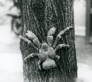 Ein Kokosnuss-Räuberkrabbe klettert auf einen Baum, Londoner Zoo, 1927 von Frederick William Bond
