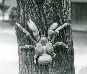 Eine Kokosnusskrabbe, oder Räuberkrabbe, klettert auf einen Baum, Londoner Zoo, Juli 1927 von Frederick William Bond