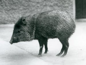 Ein Kragenpekari im Londoner Zoo, 1927 von Frederick William Bond