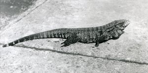 Ein GemeinerGoldGoldenerSchwarzerKolumbianischer Tegu oder Tigerlizard im Londoner Zoo im August 1926 von Frederick William Bond