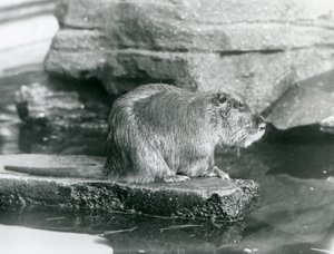 Ein Nutria, das auf einem felsigen Vorsprung in einem Pool in seinem Gehege im Londoner Zoo, Februar 1928 sitzt von Frederick William Bond