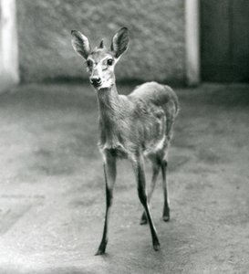 Ein gekrönter Sahel-Westafrikanischer Buschduiker im Londoner Zoo im August 1927