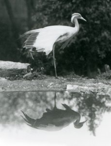 Eine Jungfernkranich, die auf einem Bein steht, mit ihrem spiegelähnlichen Spiegelbild im darunter liegenden Pool, Londoner Zoo