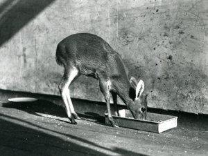 Ein Duiker, der von einem Tablett auf dem Boden frisst, Londoner Zoo, Juli 1925