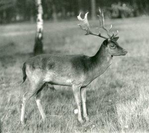 Ein Damhirschbock im London Zoo im Oktober 1924 von Frederick William Bond