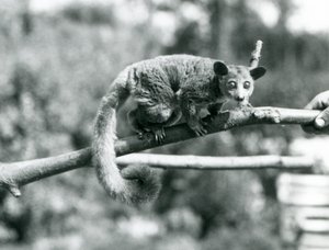 Ein Galago läuft entlang eines Astes, der von einem Pfleger gehalten wird, London Zoo