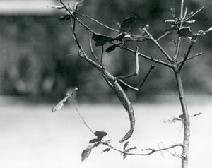 Ein Riesengespenst auf einem Zweig getarnt im Londoner Zoo im Jahr 1923 von Frederick William Bond