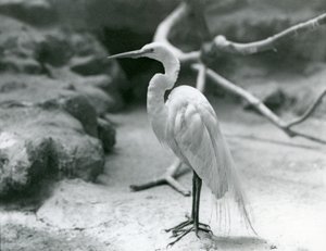 Ein Großer Silberreiher oder Großer Weißer Reiher im Brutkleid, stehend auf dem Boden seines Geheges im London Zoo, Juni 1928 von Frederick William Bond