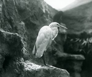 Ein Silberreiher steht auf einem Felsen im Londoner Zoo, September 1927 von Frederick William Bond