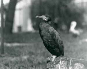 Ein Kormoran im Londoner Zoo, September 1927 von Frederick William Bond