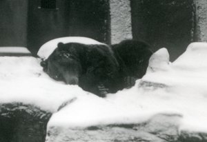 Ein Grizzlybär schläft im Schnee, London Zoo, 1924 von Frederick William Bond